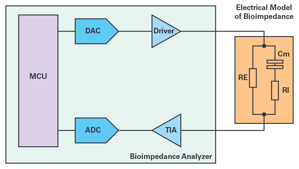 图1.生物阻抗测量系统框图。